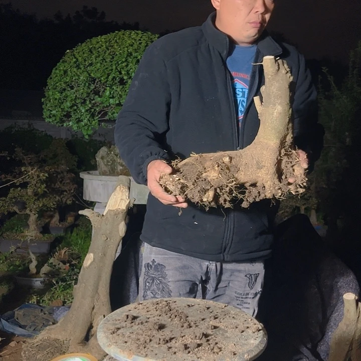 无花朵对节白蜡素材桩一颗