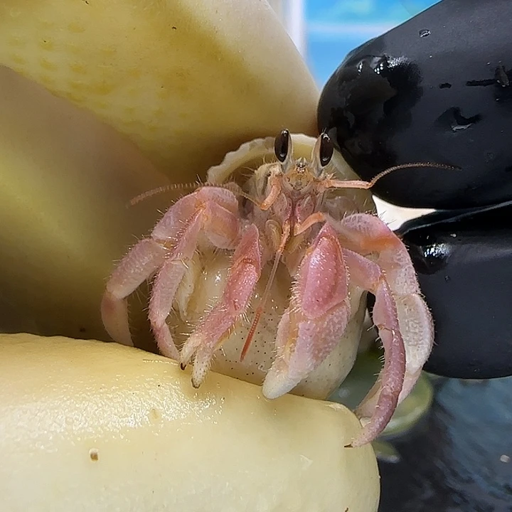 A65粉色灰白1.1cm口径