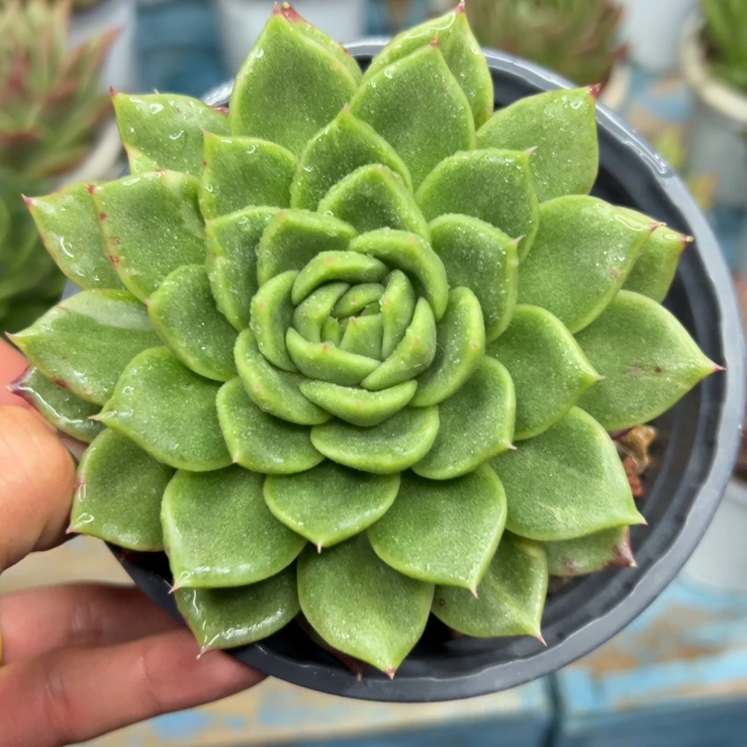 多肉植物一物一拍