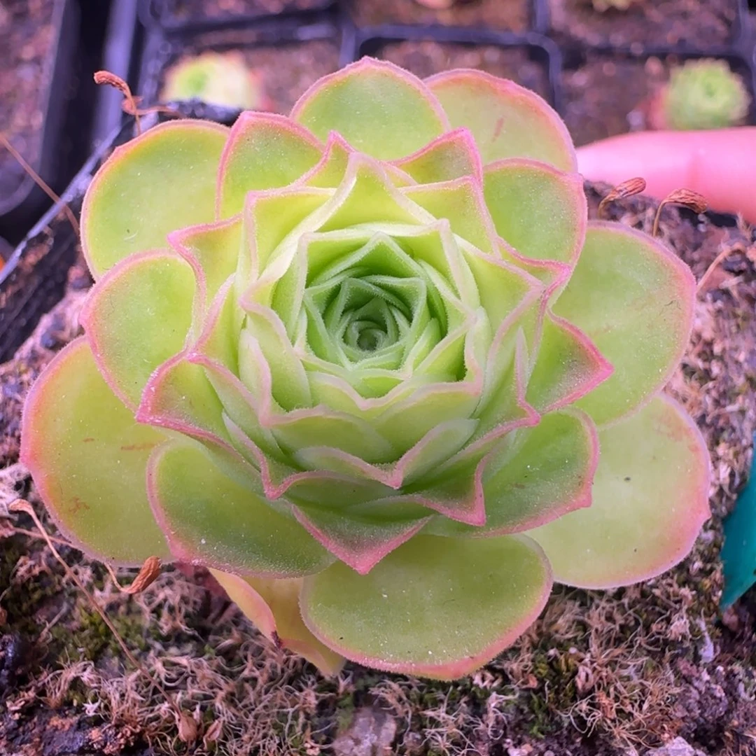 半城玫瑰蕾织女L109