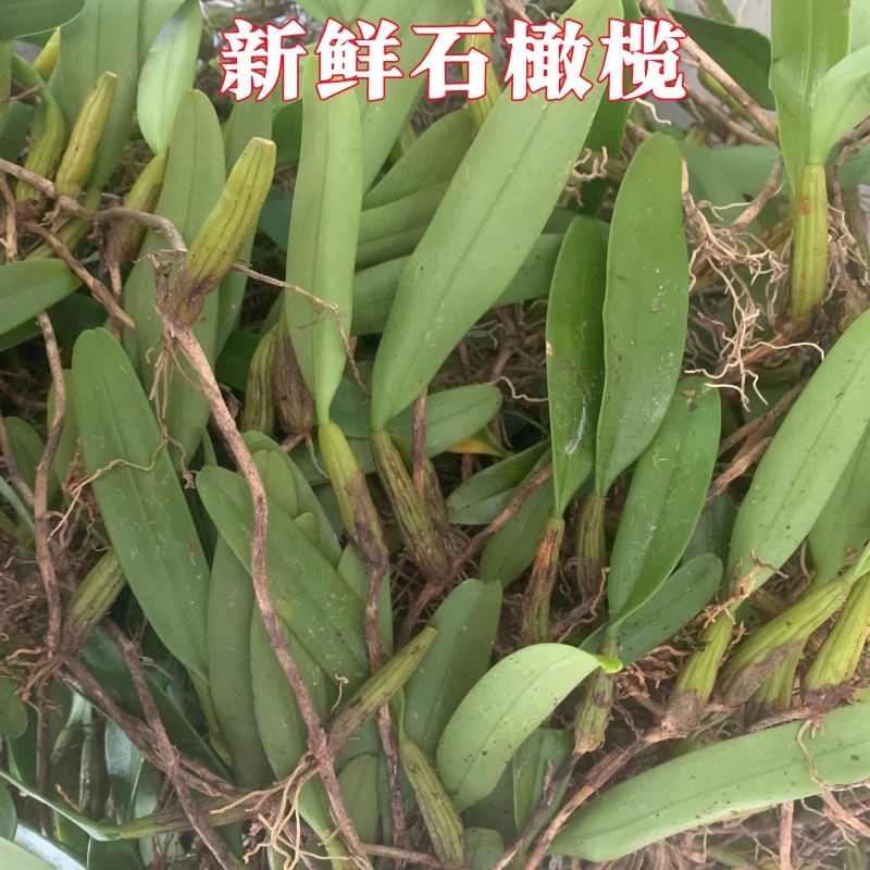 单叶石橄榄新鲜采挖带根炖汤鸡煲火锅佳品
