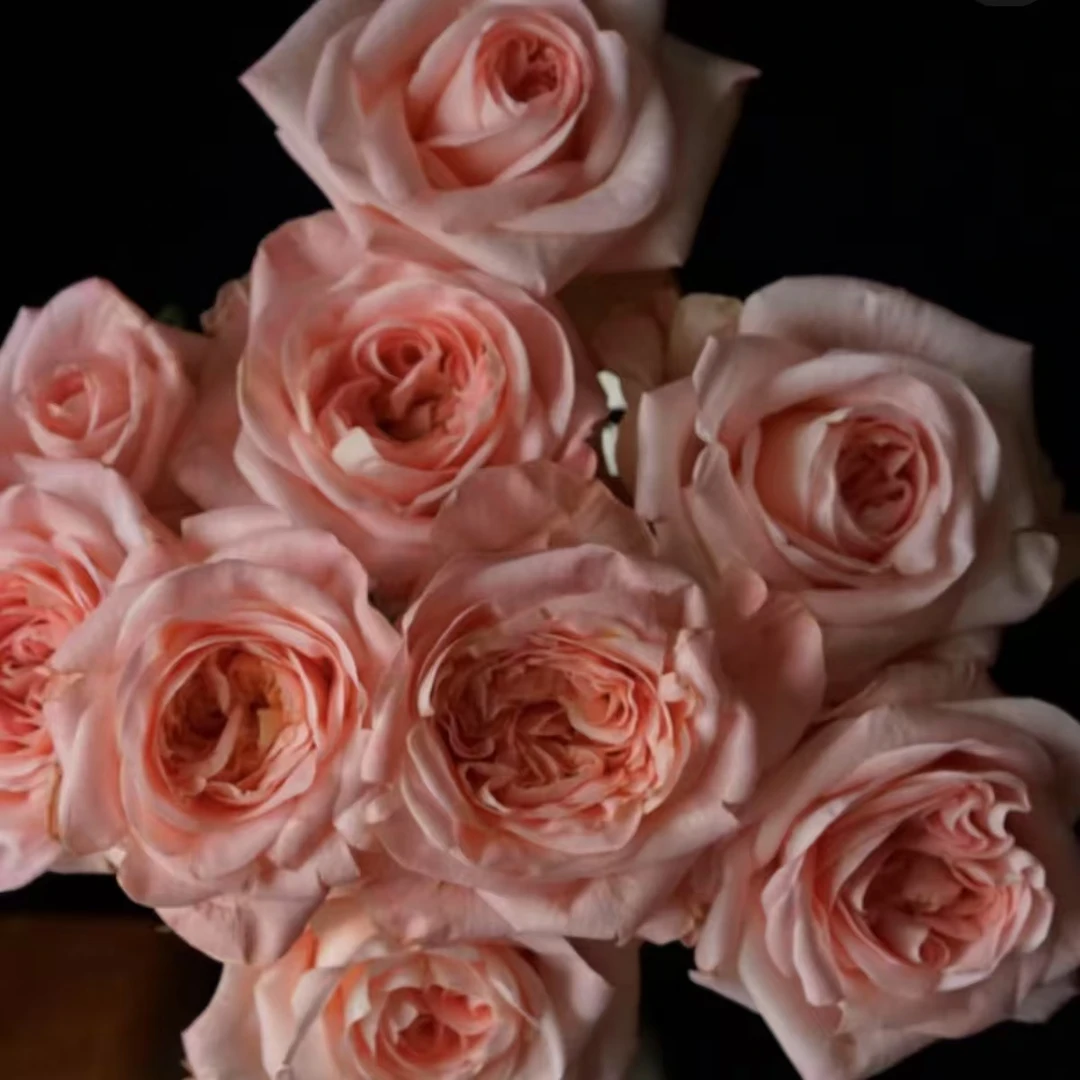 【植迷不误】女娲玫瑰 居家 花束 插花 云南鲜花 基地包邮直发