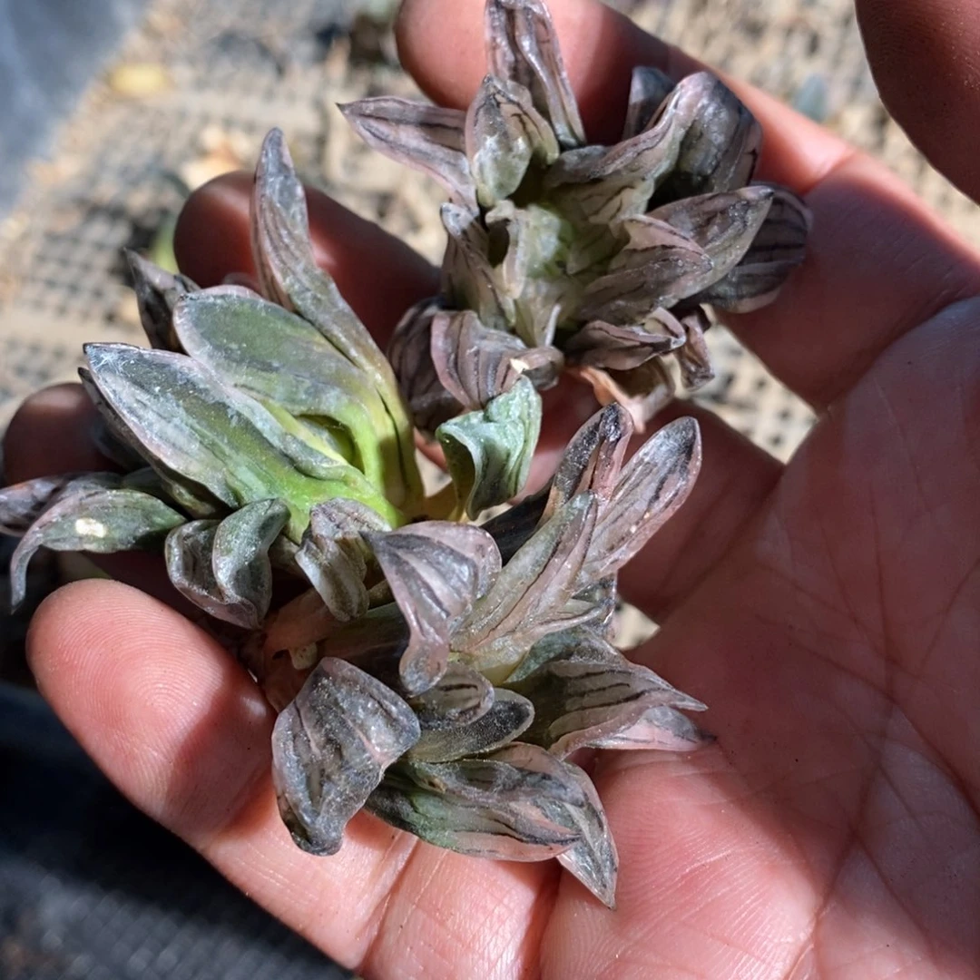 11125 三颗西瓜寿。超级618福利。