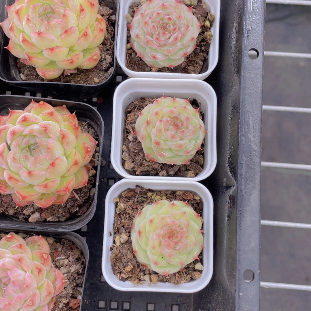 261号焦糖玛朵单头一个