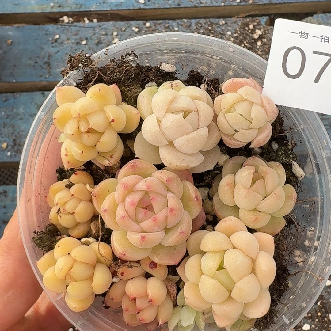 杂交新品珍妮多肉700