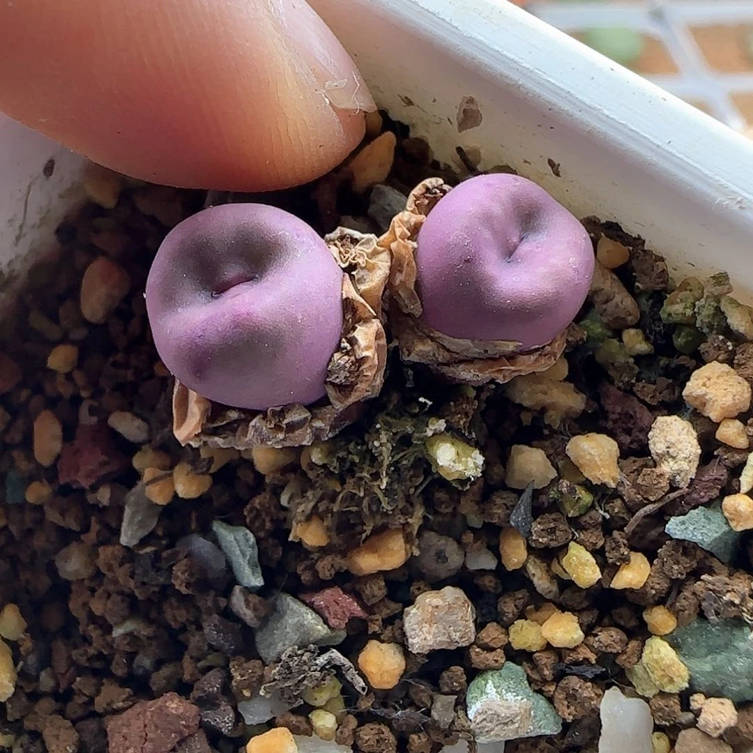 桃***啊谢谢捧场。         40584