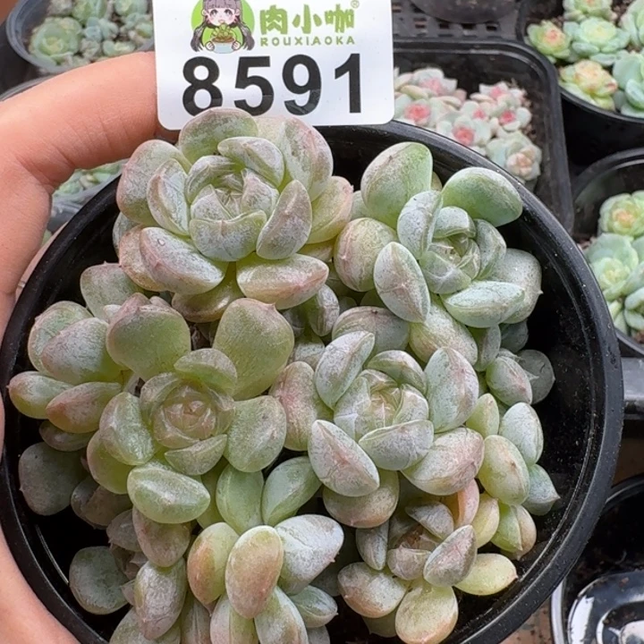 多肉植物多肉植物