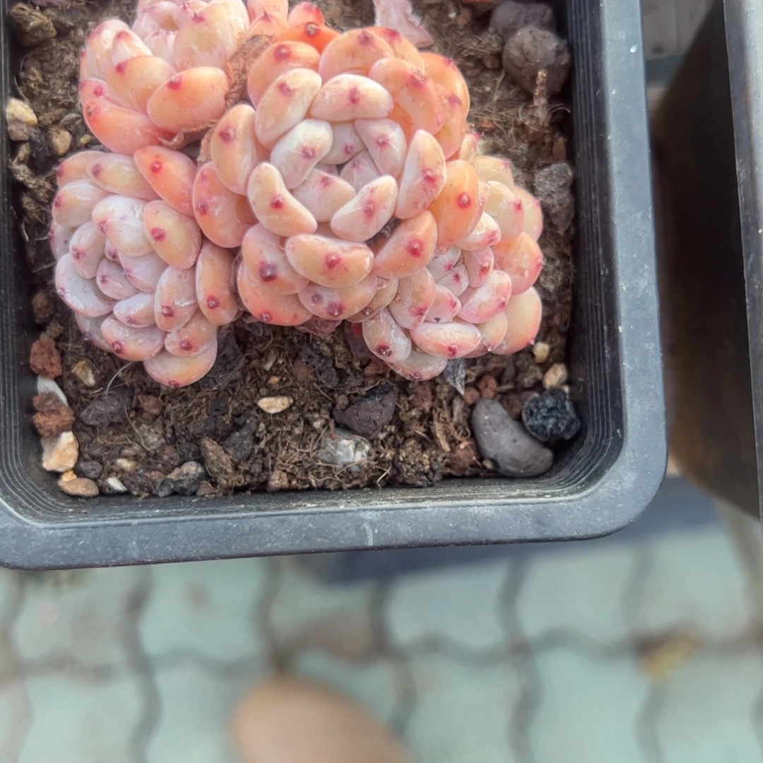 雪爪多肉植物精品