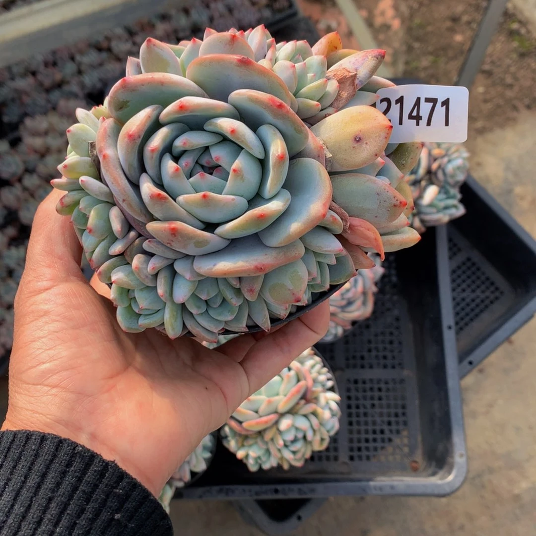 Y****421471多头一哥们问