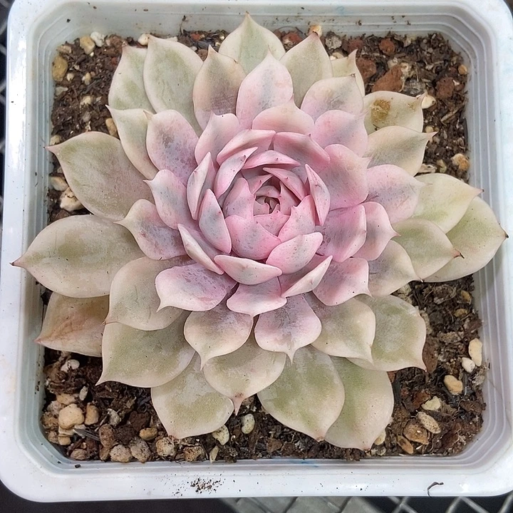 粉蝶锦多肉植物的