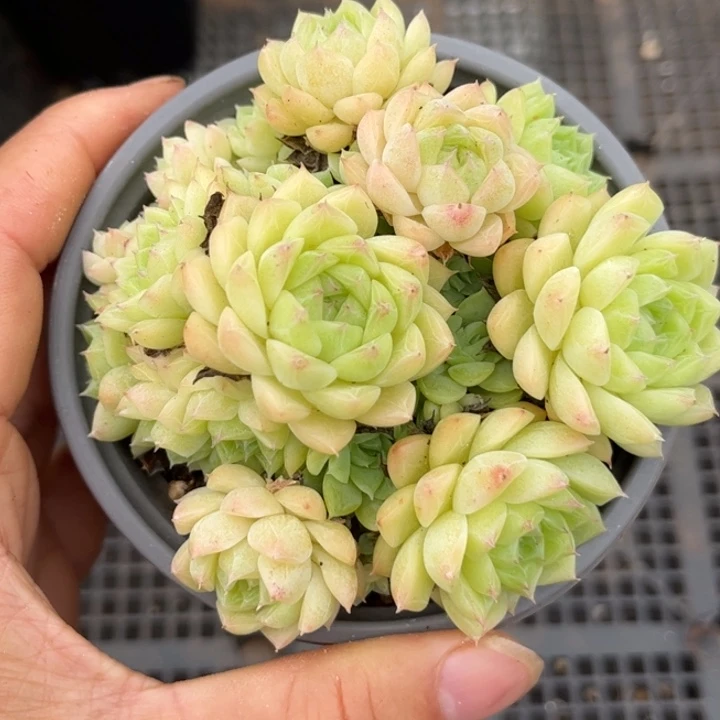 037大脸朵包子麦秆女王
