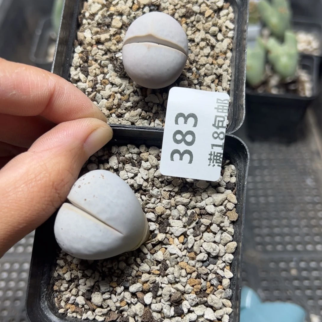【闪购商品】᥇****ᦔ383……脱土