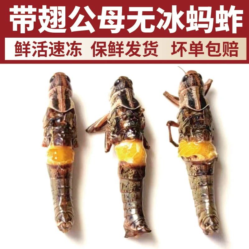 新鲜蚂蚱 蝗虫 蚱蜢公母混装鲜活速冻蚱蜢东亚飞蝗顺丰包邮