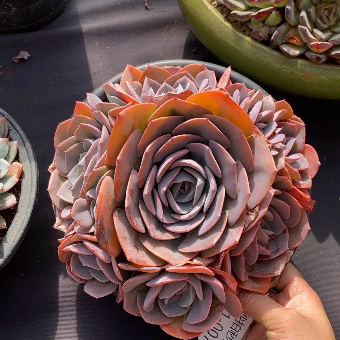 两单包邮1201-7尘埃玫瑰