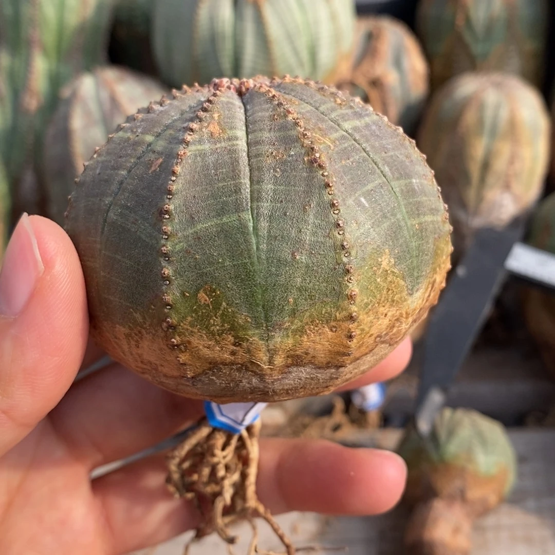 19欧系实生布纹球