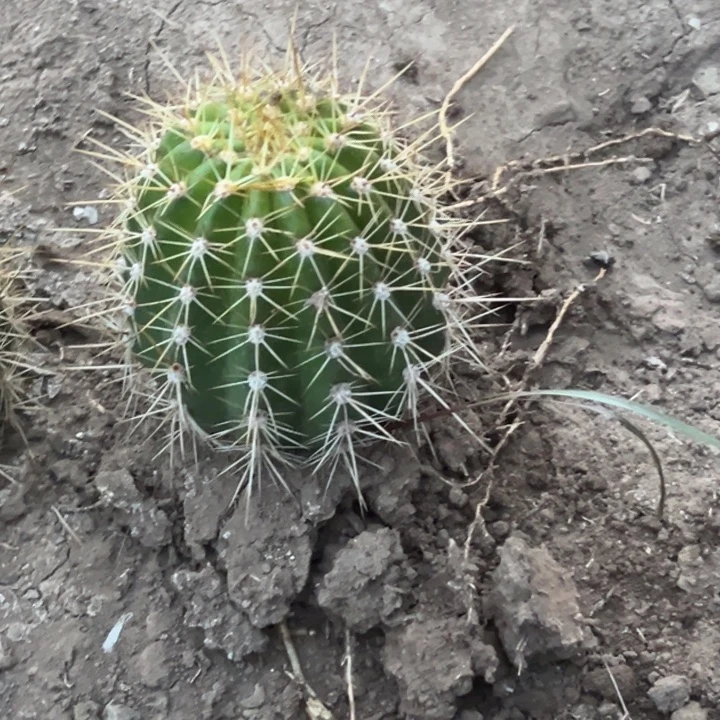 白****囍清清粉黛根1仙人球