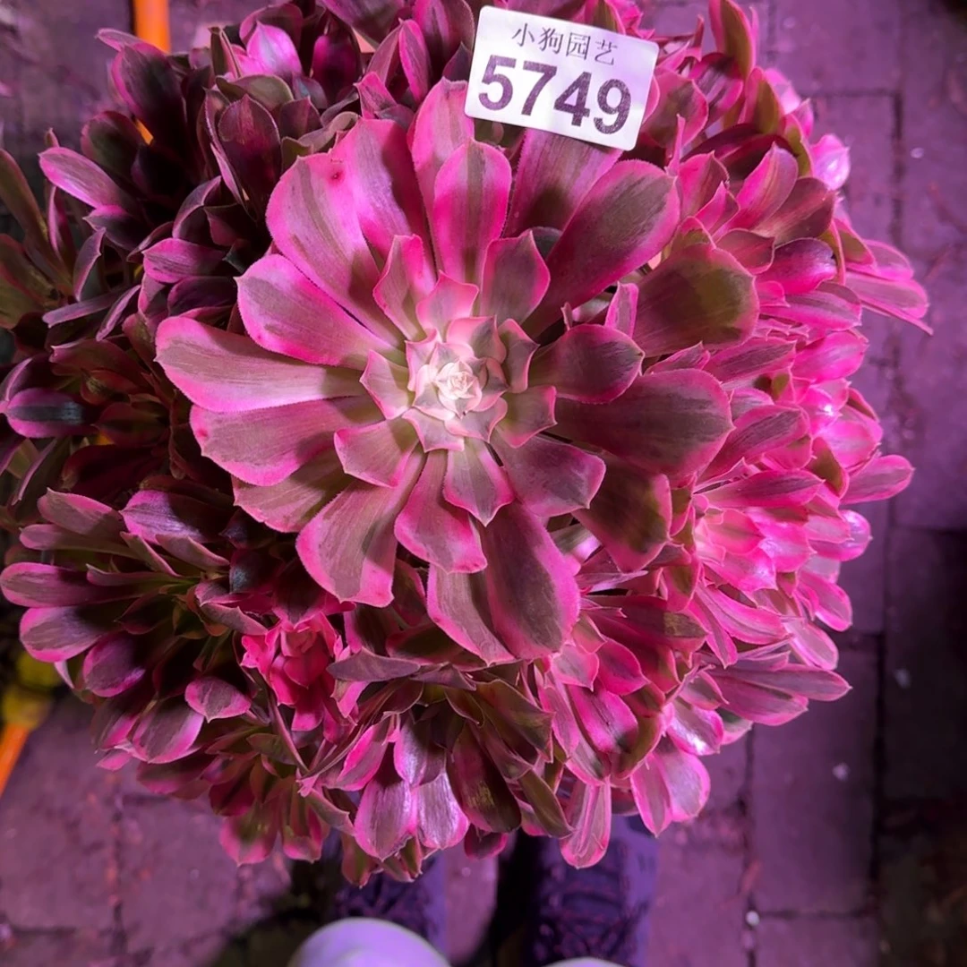 9***、女妖多肉植物5749