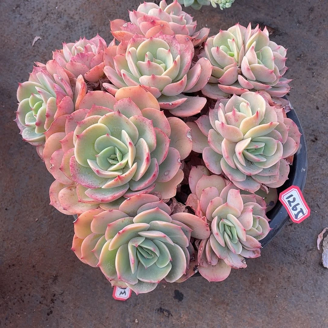 1265黄玫瑰 一物一拍多肉