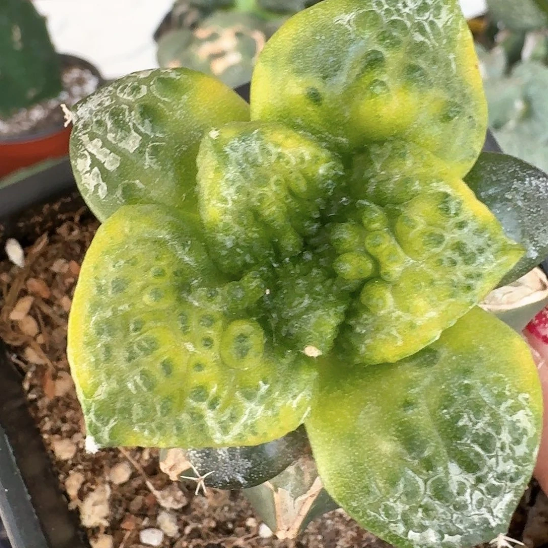 【闪购商品】无花朵刘*怒锦722