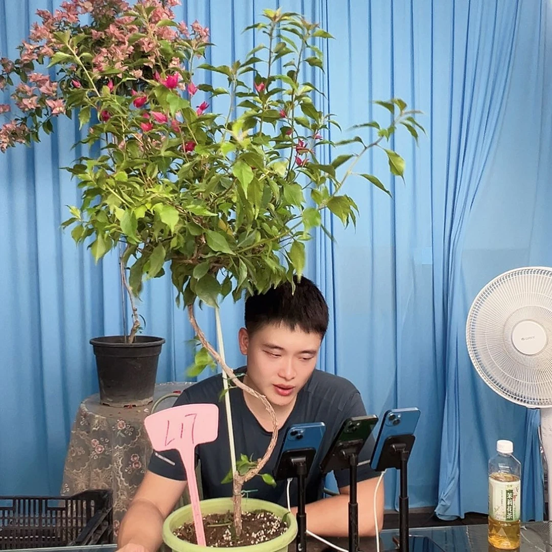 朵***朵当前无花栽培后可以开花L17酒红桑巴