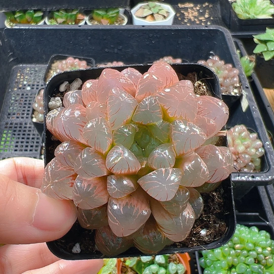 美****彩虹玉露多肉植物一颗