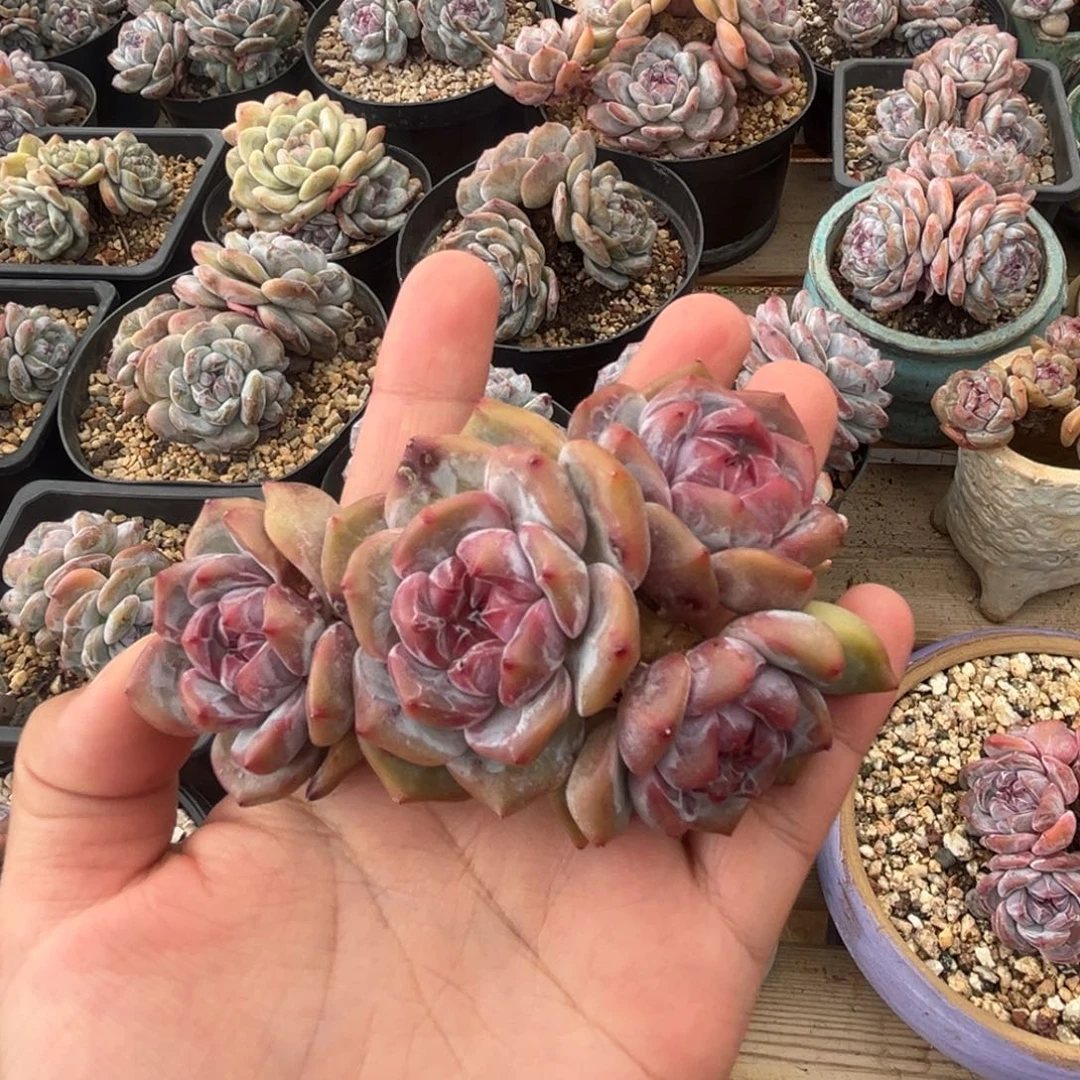 4头哈哈哈哈哈哈哈哈