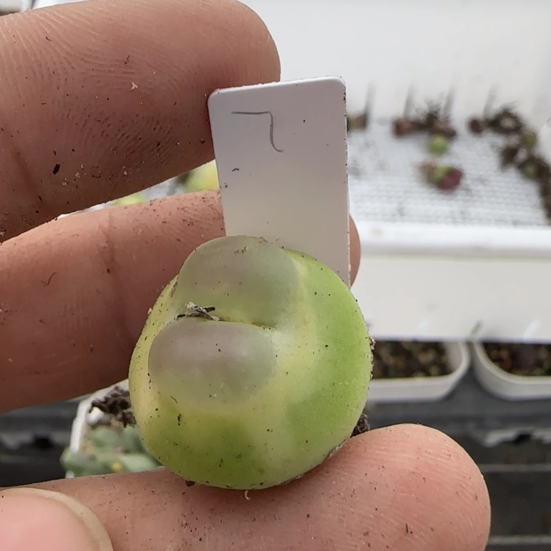 菠***冰拉登多肉植物一颗