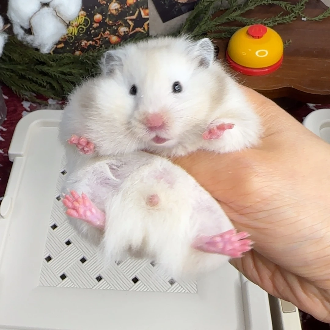 杂银妹妹10.25生日