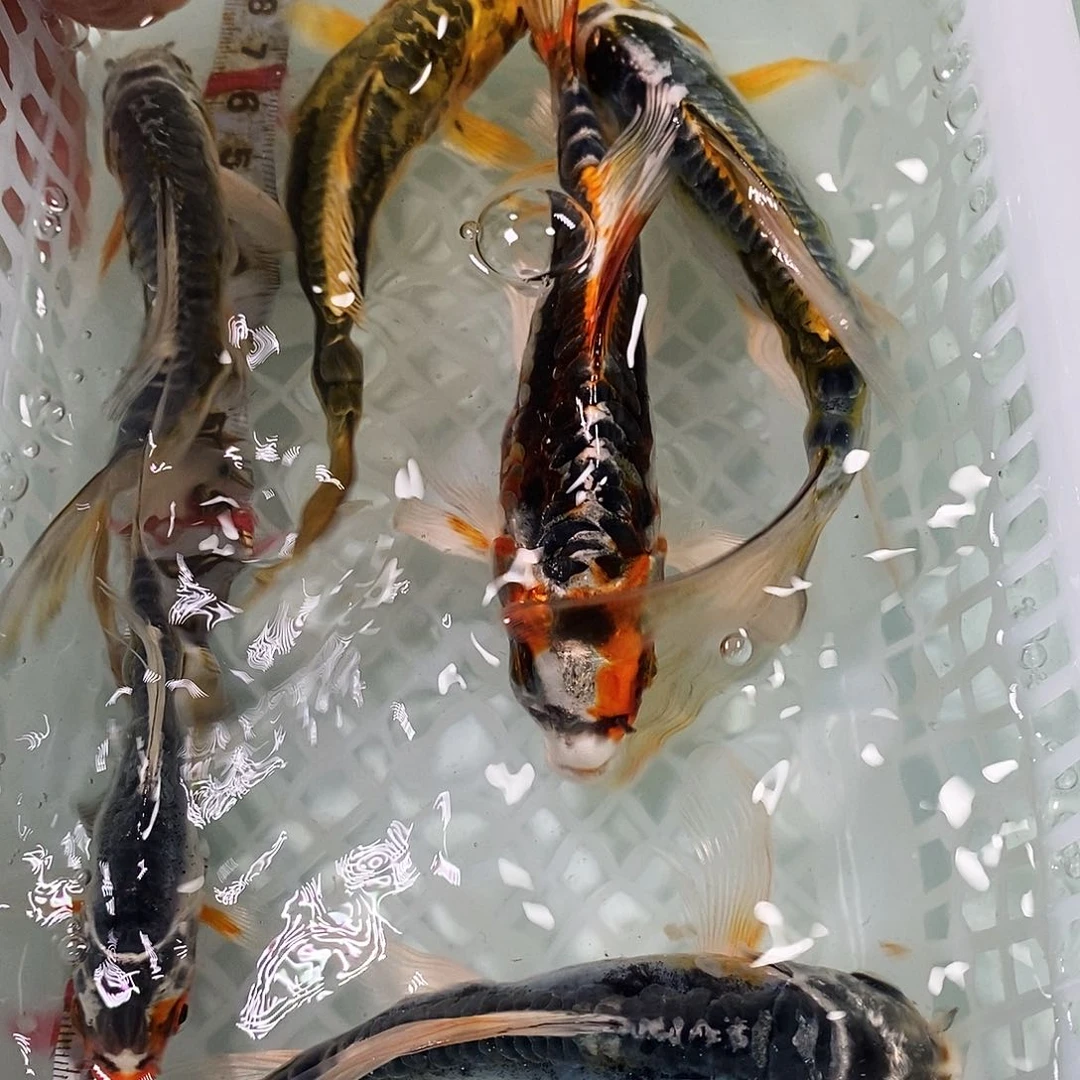 锦鲤冷水锦鲤包邮