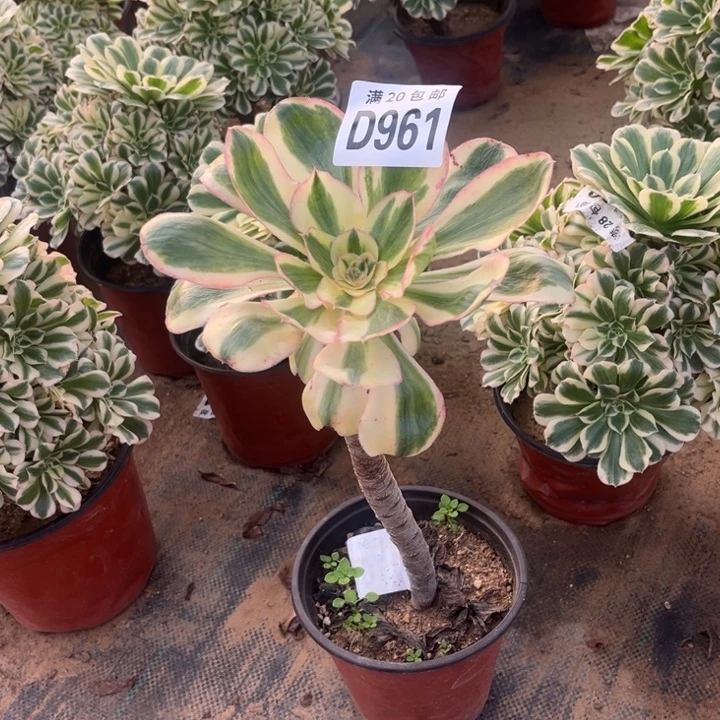 961燕子锦不包断枝