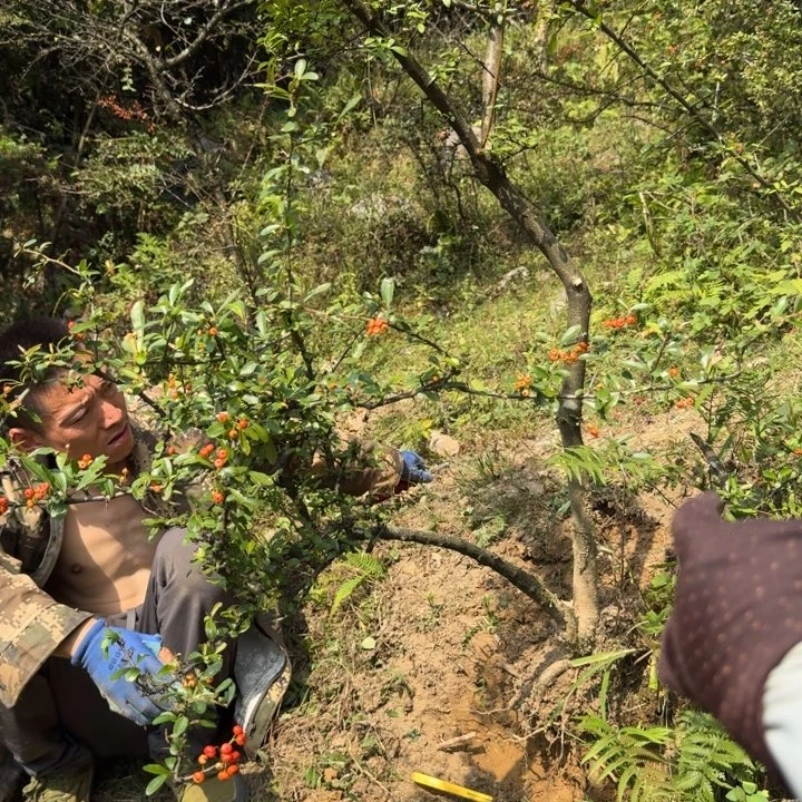 辛***梓完全开放野生火棘一颗