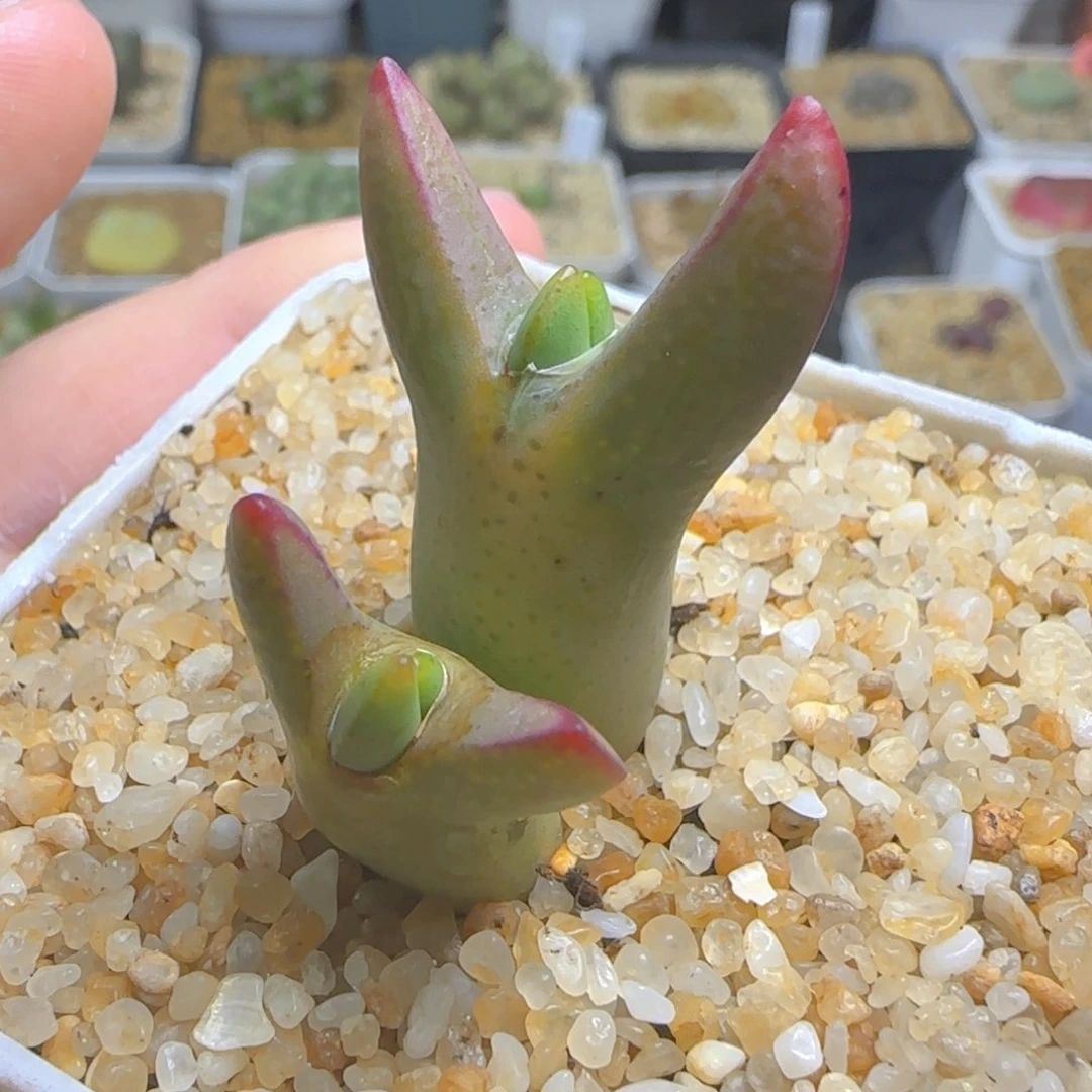 多肉植物选拔皮卡丘双头11号