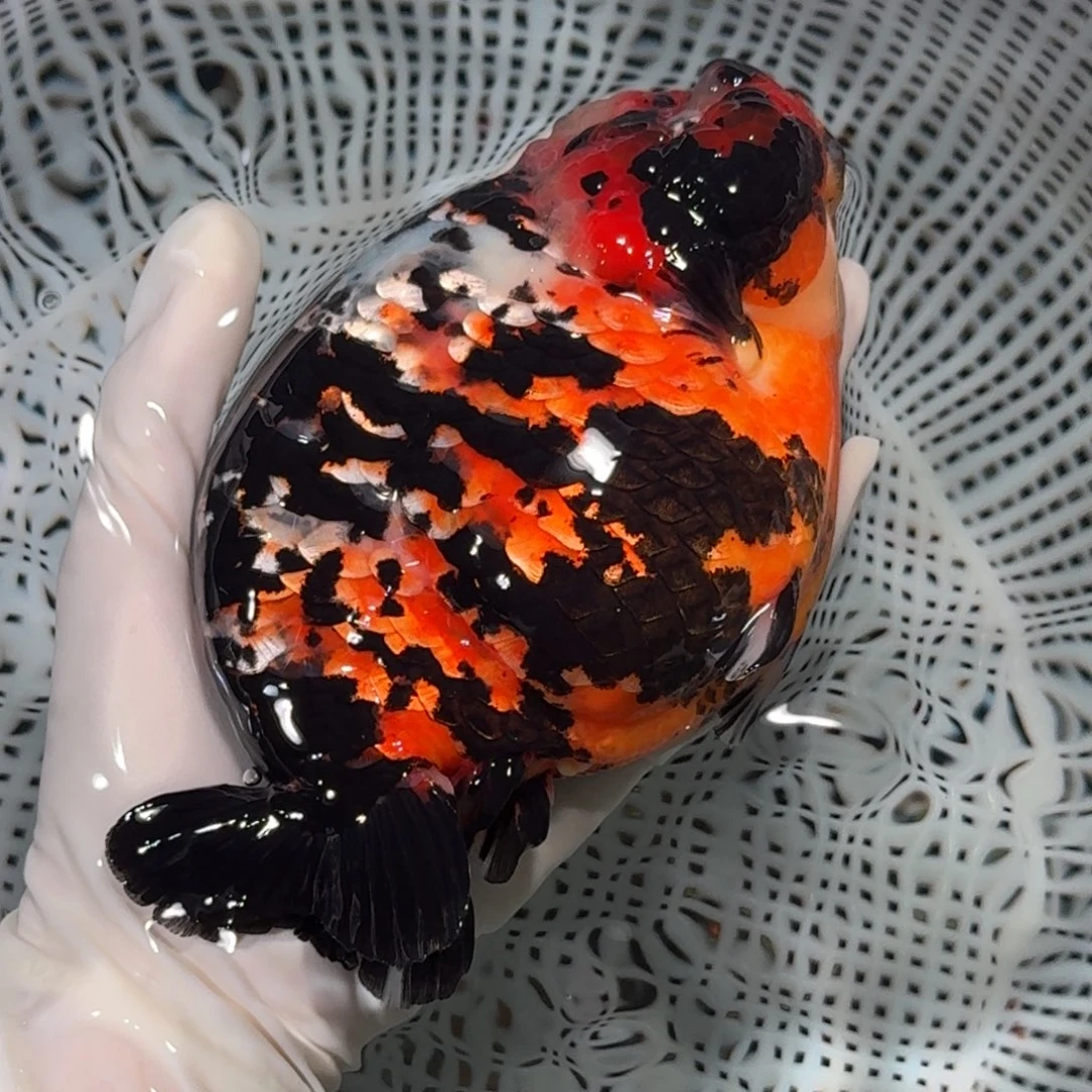 海水鱼精品金鱼金鱼