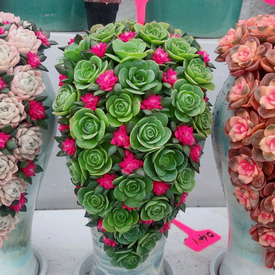 鸡蛋玫瑰多肉植物