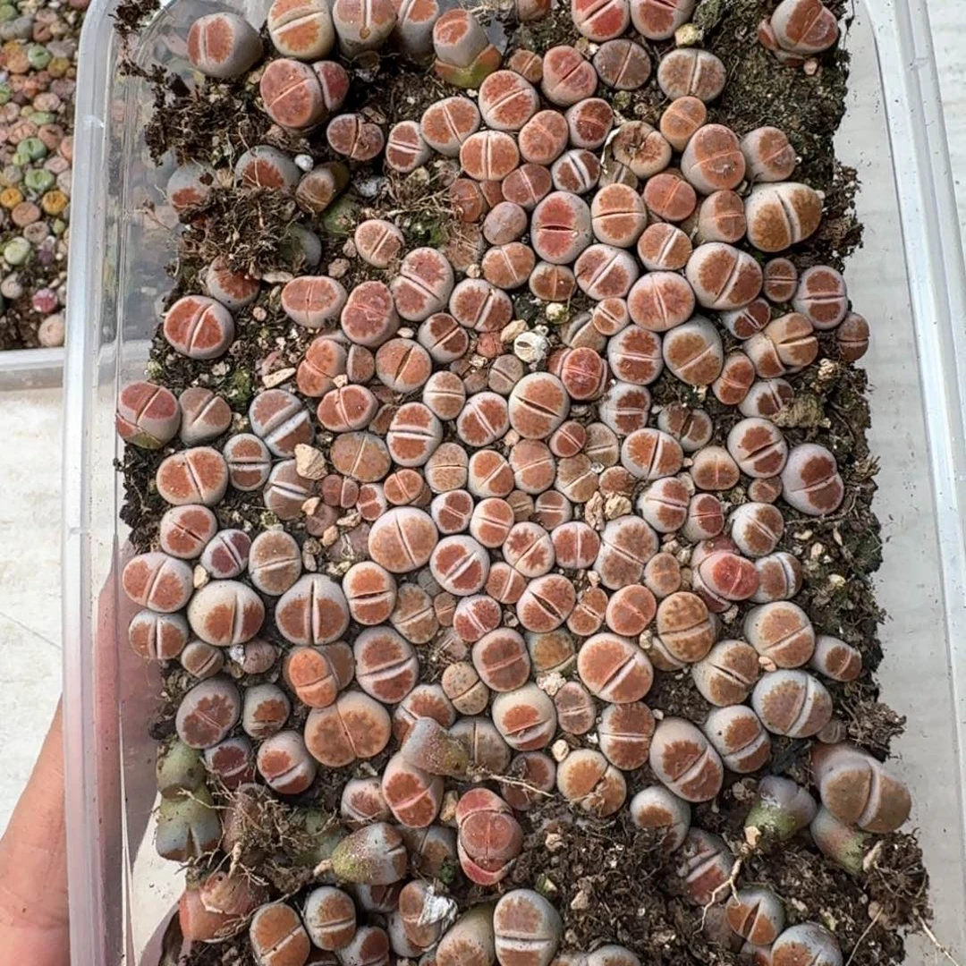 B187 红窗一大盒。福利出