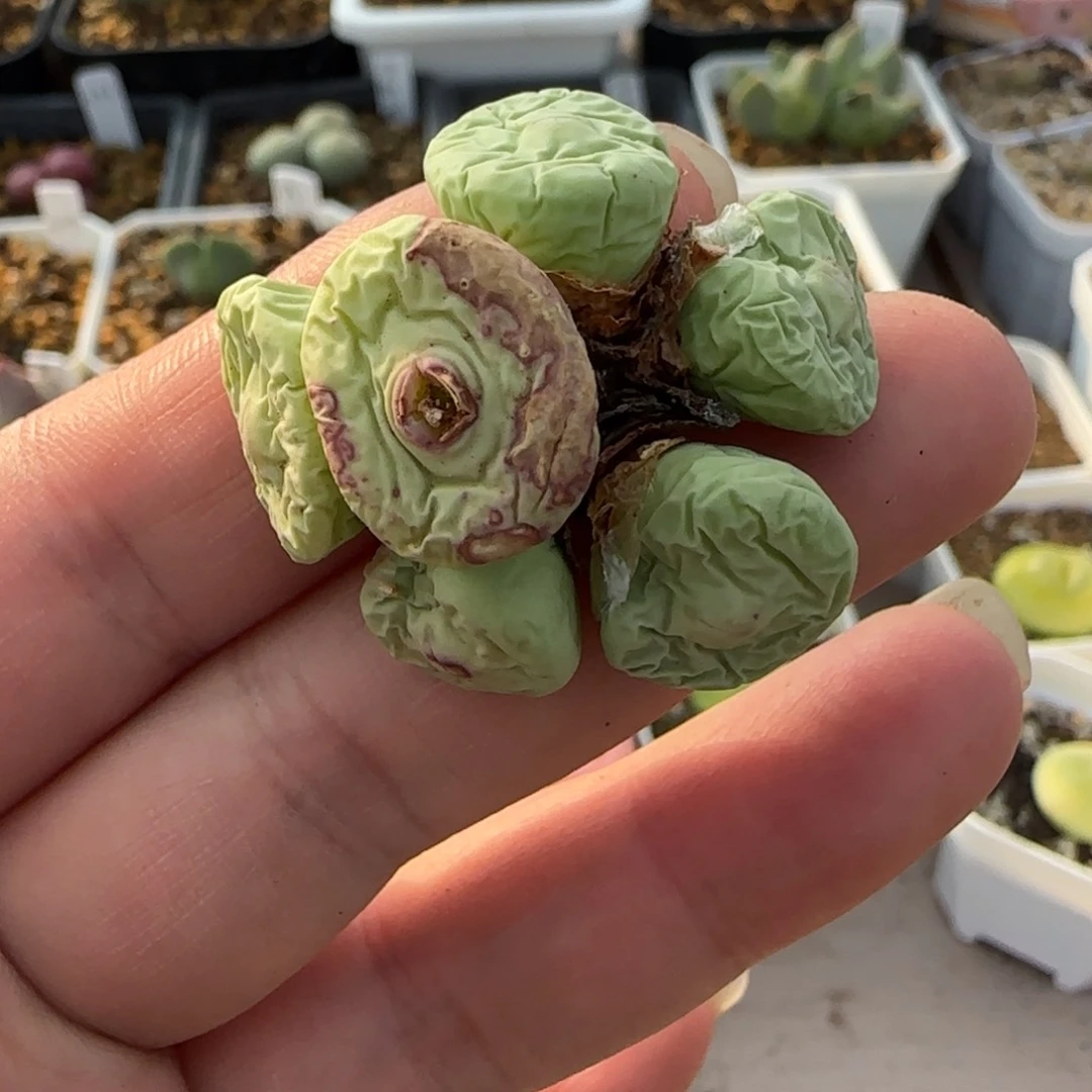 多肉6头捧花大嘟嘟36号链接