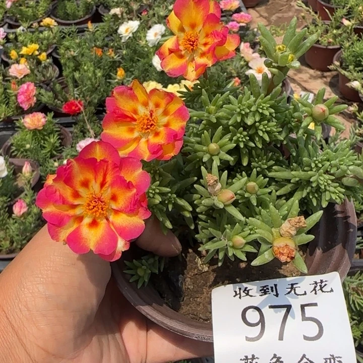 全部花朵975矮火焰超小苗盆口10cm
