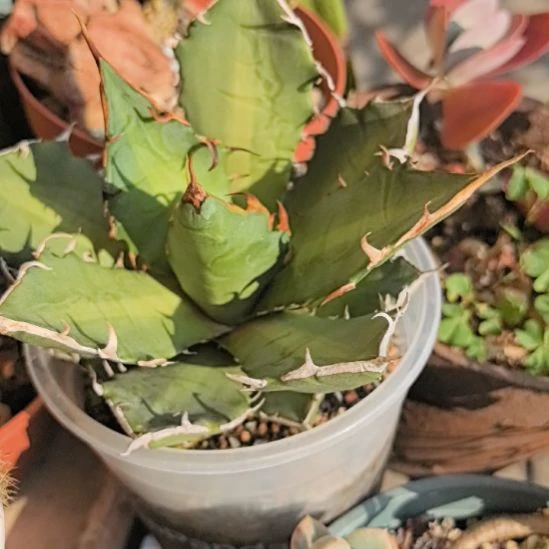 实生三叉戟直径9裸根发货