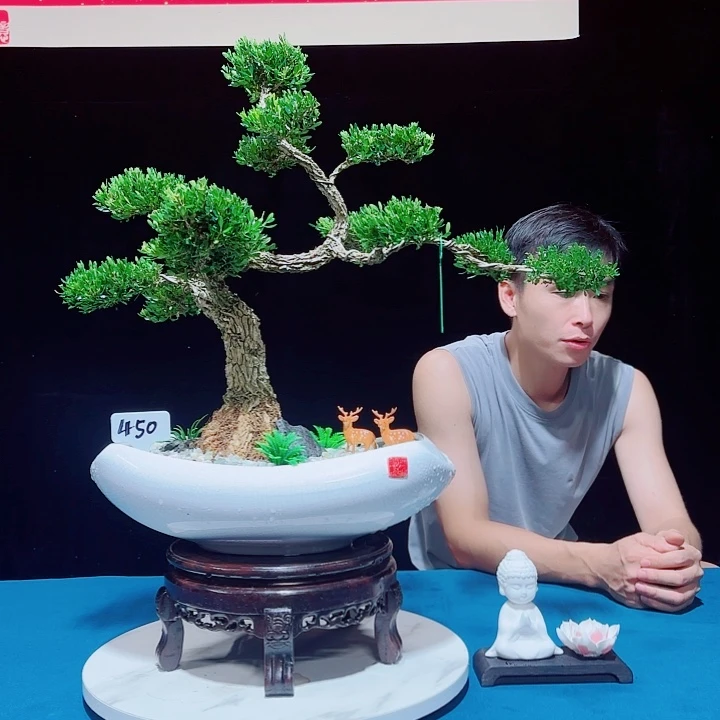 无花朵广东邹皮雀舌黄杨