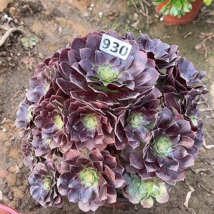 有点弯根赤焰莲930