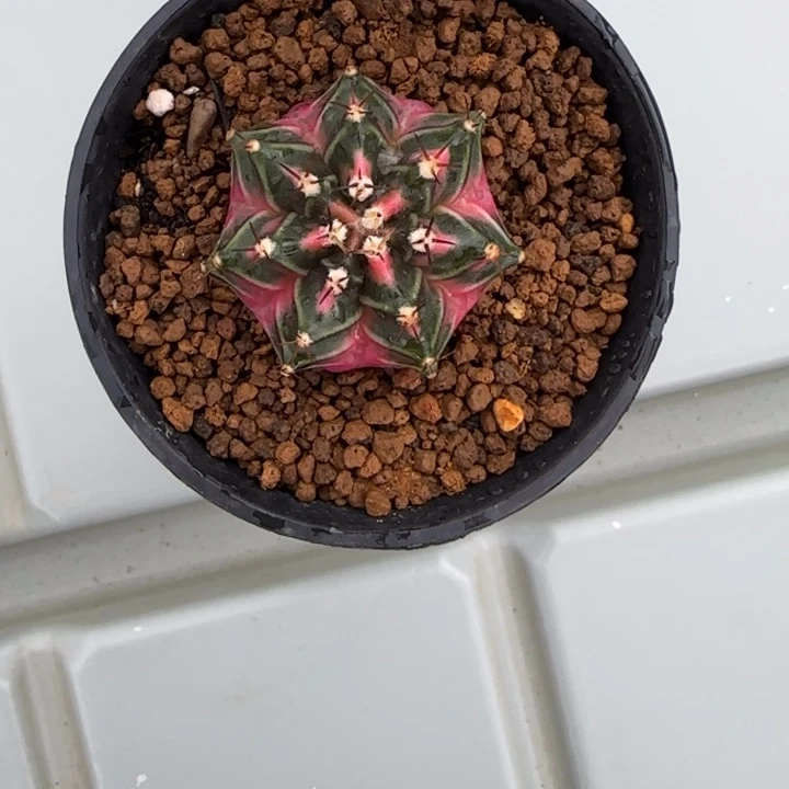 邂*28-0207脱土发多肉