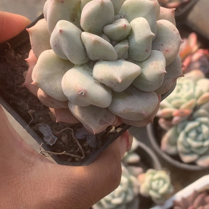 超奶。 大（满9.99包邮不满9.99发叶子）