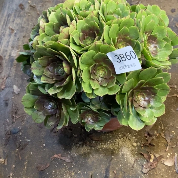 万拉丝多肉断头不包3860