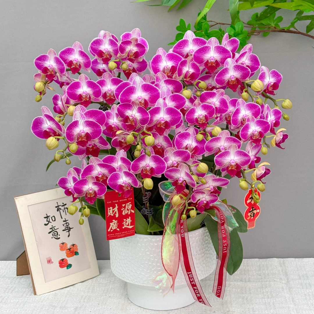 蝴蝶兰<富贵鸟>爆款 鲜花 绿植 北欧风 花期长 年宵花 室内欣赏