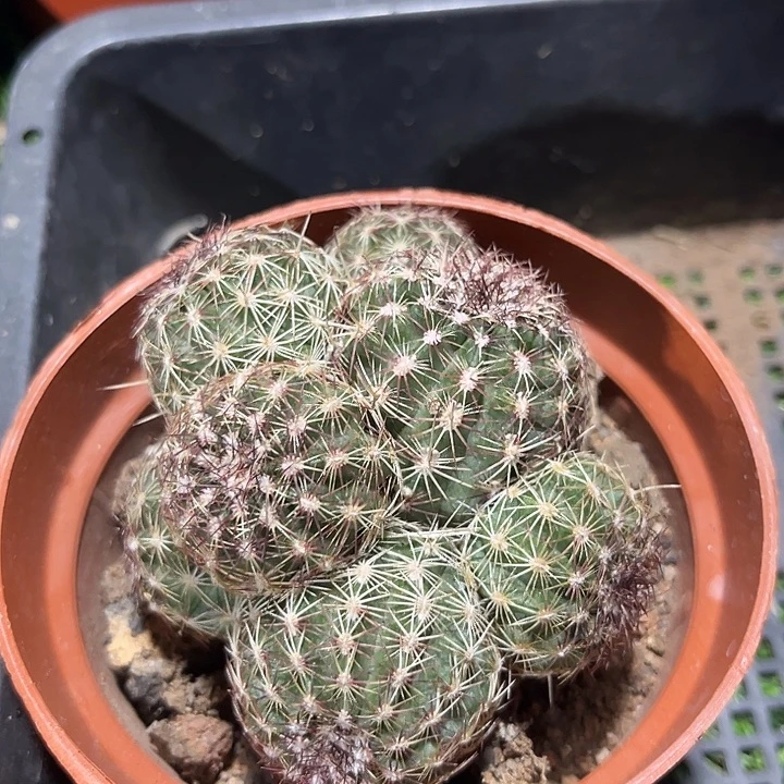 青花虾群zzzzzzzzzzzz