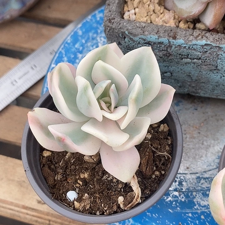 奈***九多肉植物肉肉植物
