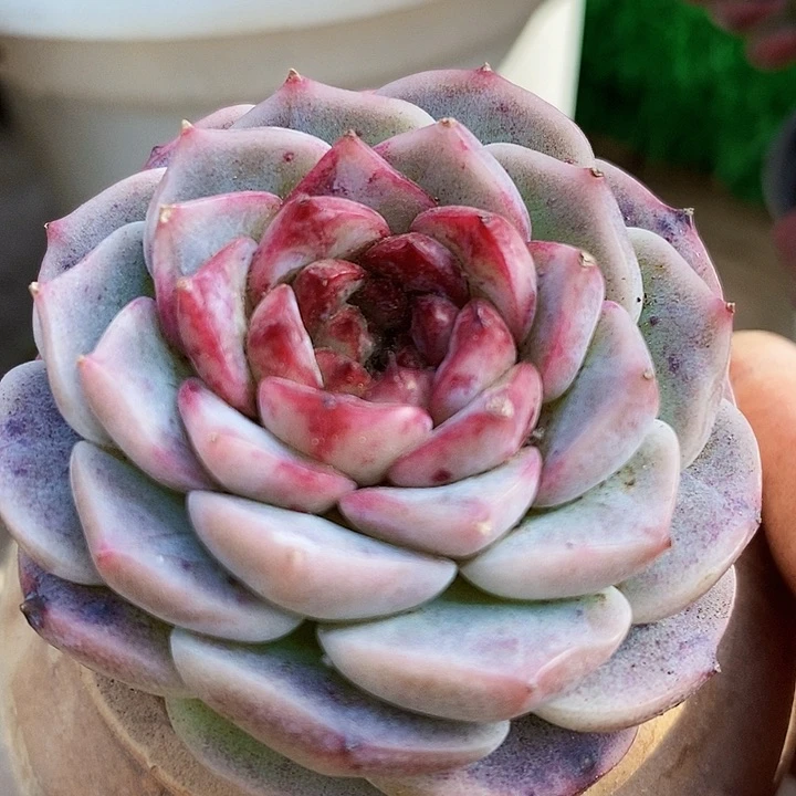 蓝孔雀单头老桩多肉