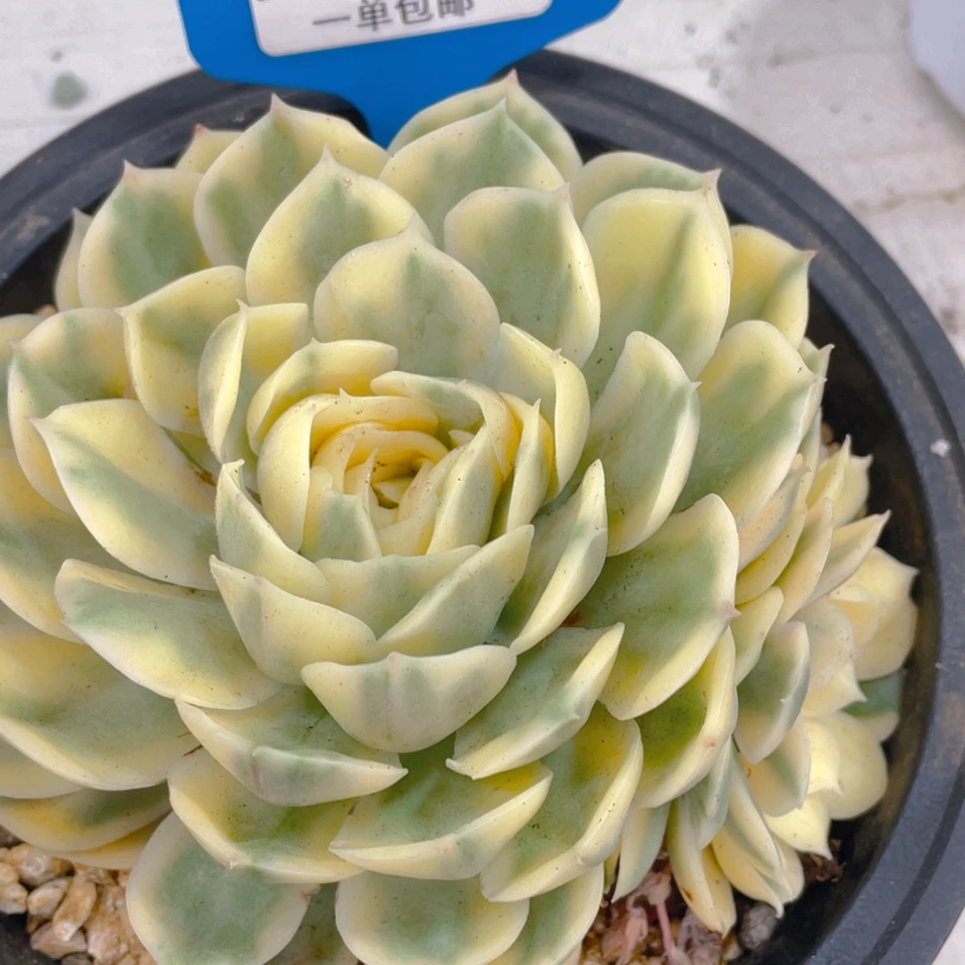 0525-12-昂斯诺锦大单头一颗