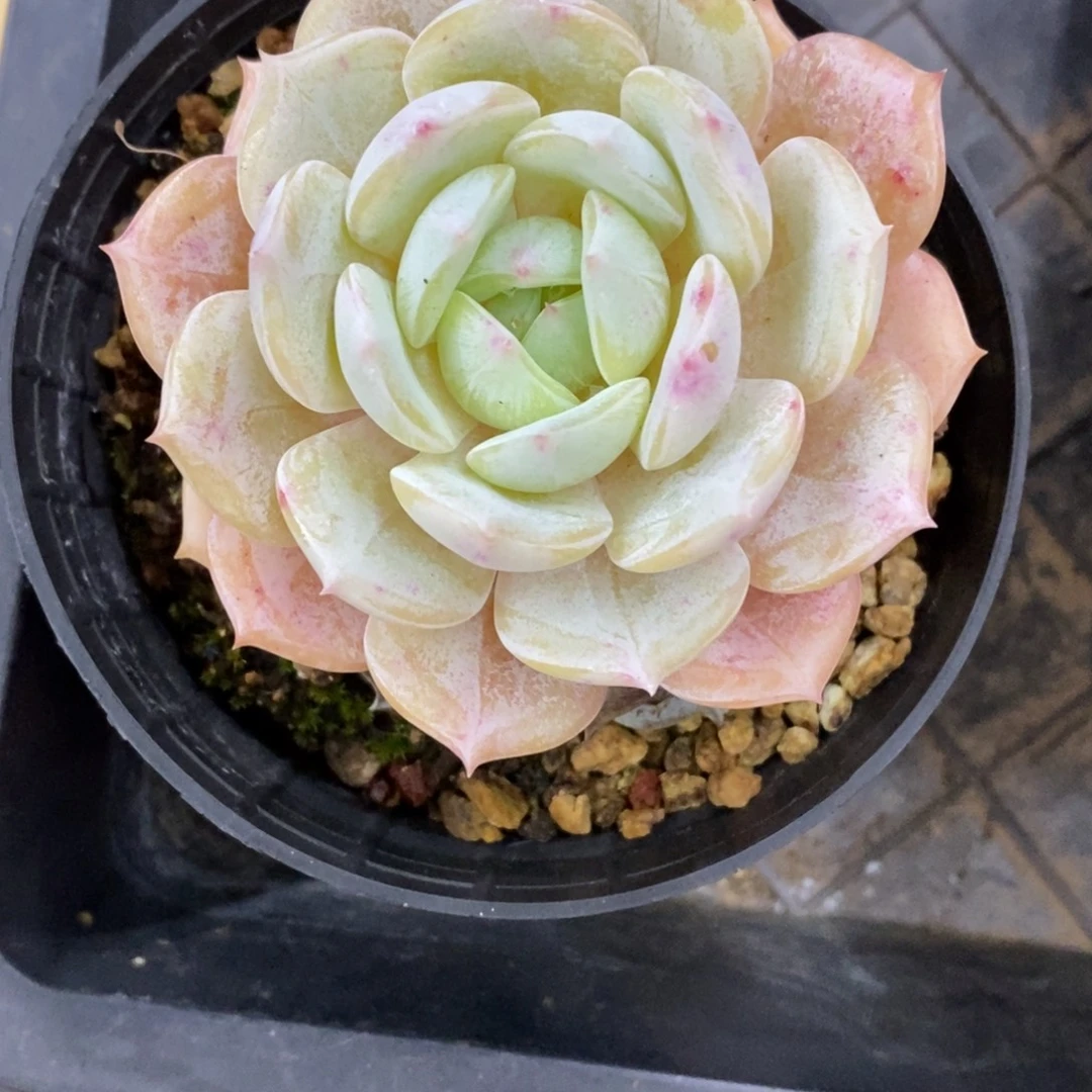 精品多肉一物一拍不包整313