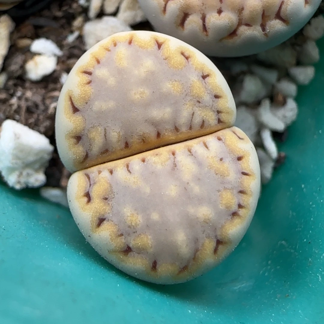 5.31。215饼干。 9019